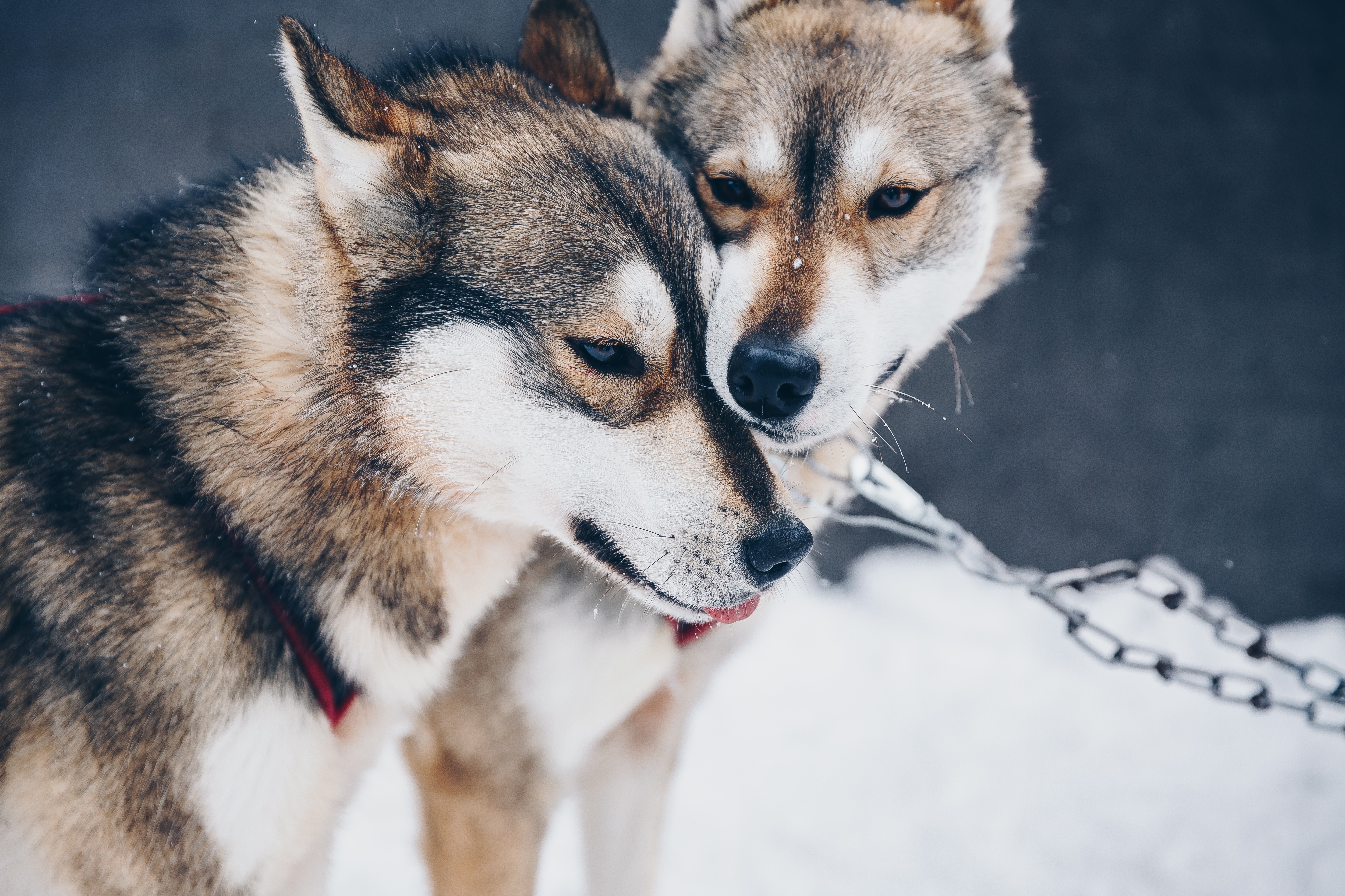 F�YAT B�LG�S� - Kutup Masal�: Premium Lapland