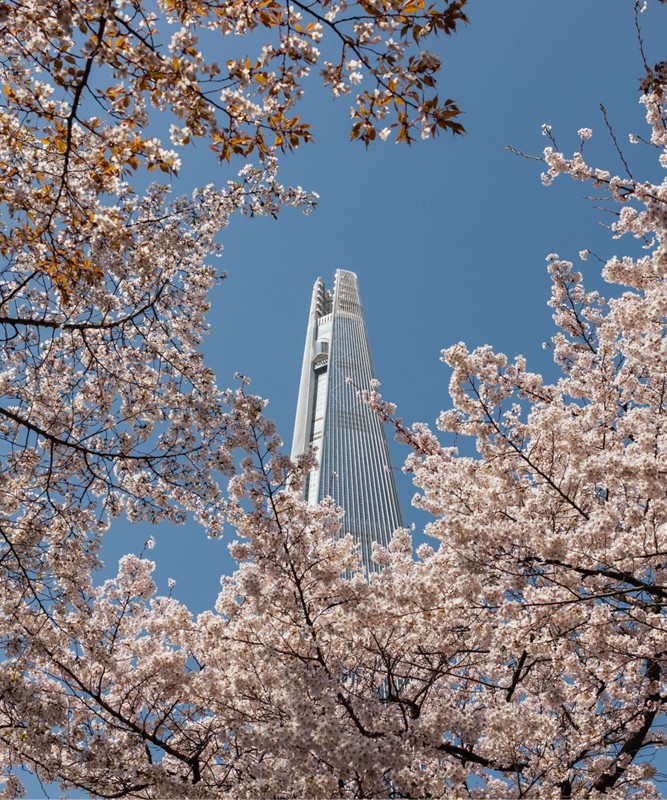Bayramda Sakura Zaman� Kore ve Japonya